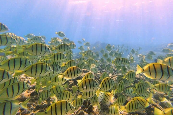 Snorkel Richardson Ocean Park: Turtles and the Black Sand Lagoon Near Hilo photo 4