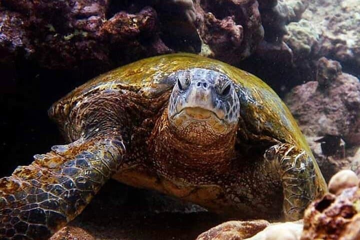 Hilo Zodiac Dolphin & Tropical Reef Snorkel Adventure photo 5