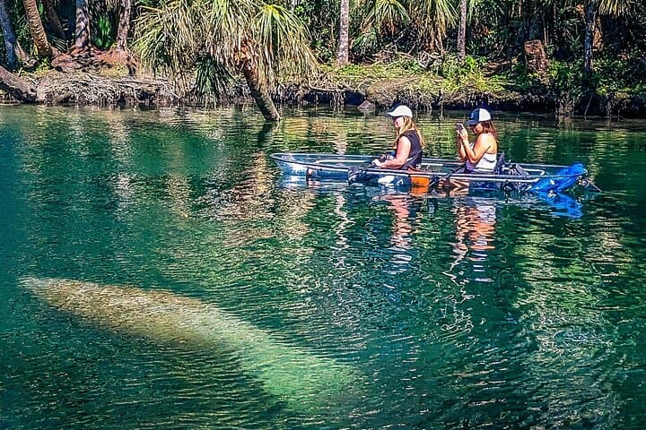 Clear Kayak Manatee Tours on Weeki Wachee River — Winter Wildlife Paddle photo 5