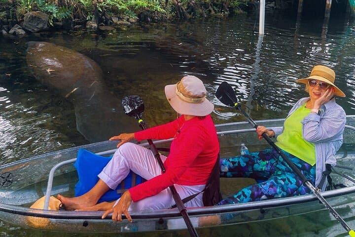 Clear Kayak Manatee Tours on Weeki Wachee River — Winter Wildlife Paddle photo 3