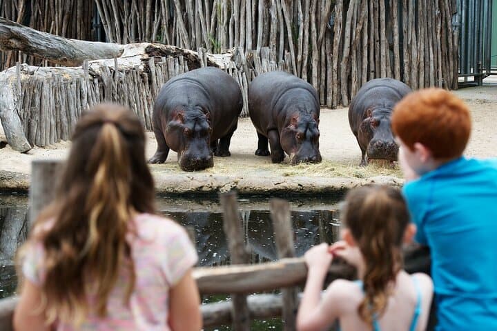 Behind-the-Scenes Hippo Experience at Werribee Open Range Zoo