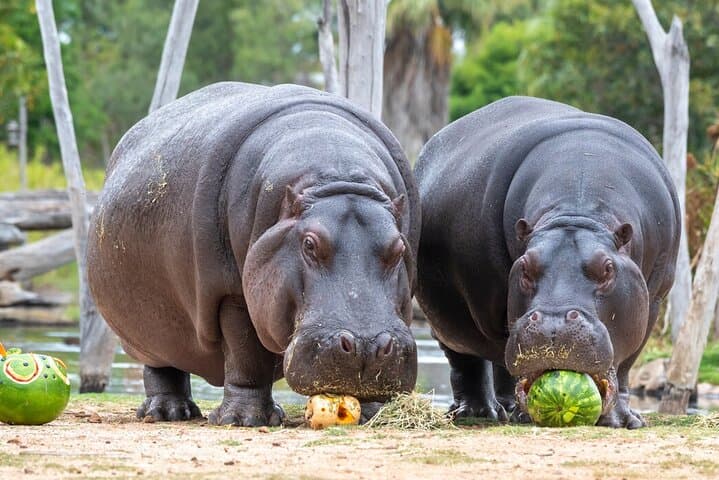 Behind-the-Scenes Hippo Experience at Werribee Open Range Zoo photo 3
