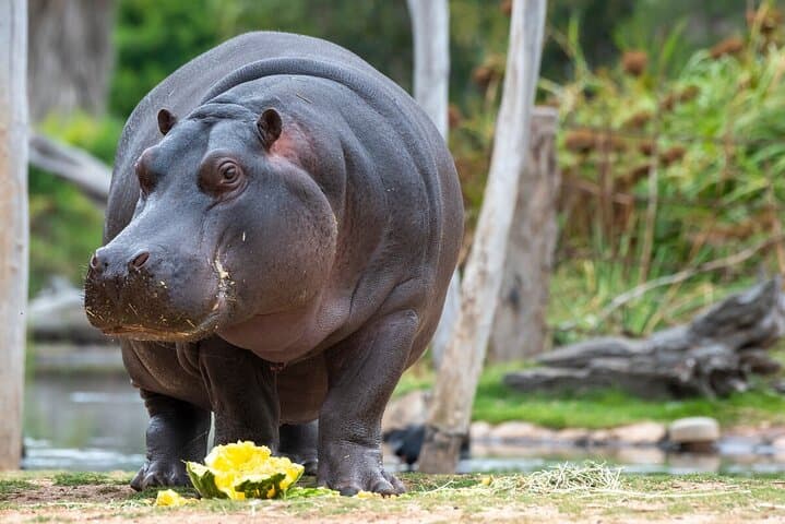 Behind-the-Scenes Hippo Experience at Werribee Open Range Zoo photo 4