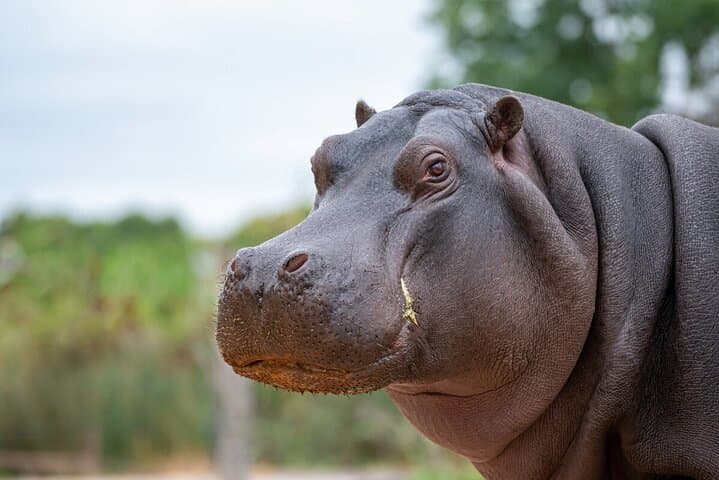 Behind-the-Scenes Hippo Experience at Werribee Open Range Zoo photo 2