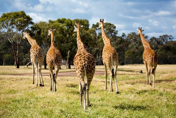 Meet the Giants: Giraffe Experience at Werribee Open Range Zoo photo 3