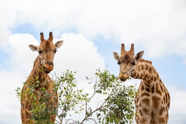 Meet the Giants: Giraffe Experience at Werribee Open Range Zoo