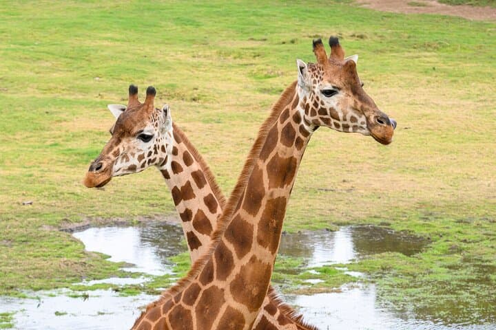 Meet the Giants: Giraffe Experience at Werribee Open Range Zoo photo 4