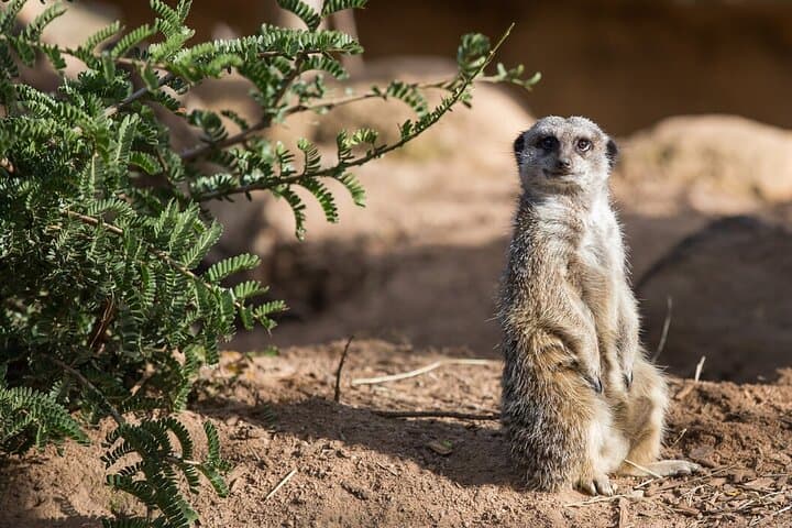 Up-Close Meerkat Experience at Werribee Open Range Zoo: What to Expect photo 3