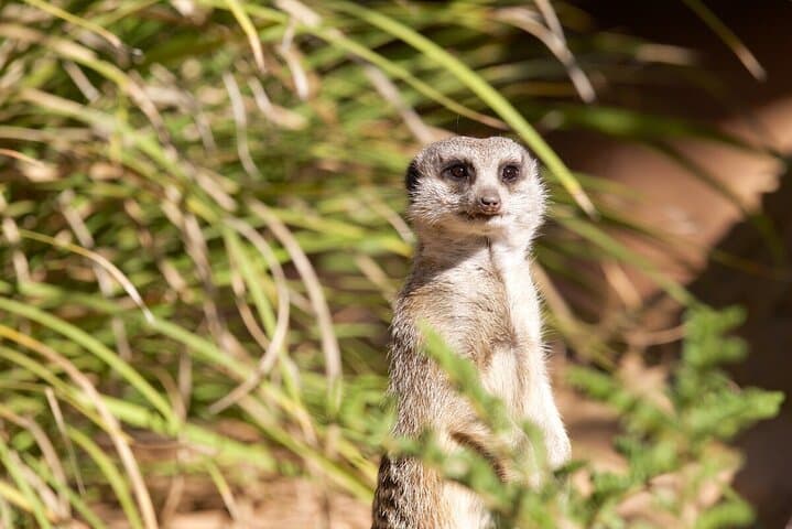 Up-Close Meerkat Experience at Werribee Open Range Zoo: What to Expect photo 4