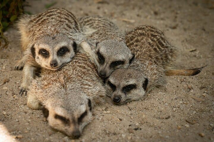 Up-Close Meerkat Experience at Werribee Open Range Zoo: What to Expect photo 2