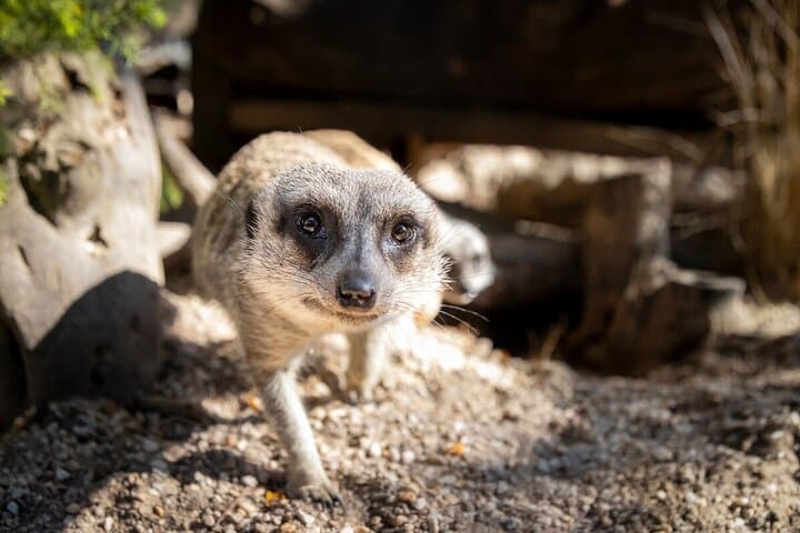 Up-Close Meerkat Experience at Werribee Open Range Zoo: What to Expect