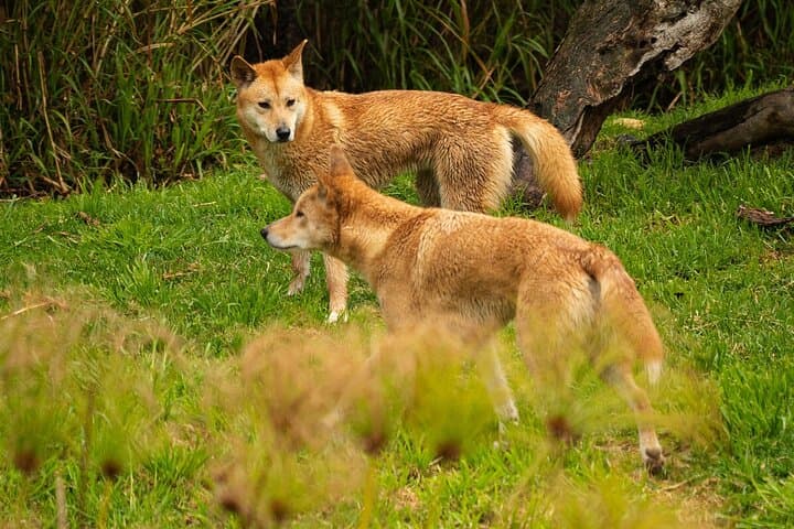 Up Close with Wild Dingoes: Healesville Sanctuary Ranger Experience photo 2