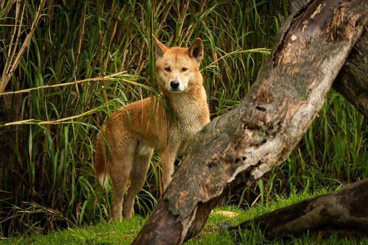 Up Close with Wild Dingoes: Healesville Sanctuary Ranger Experience photo 3