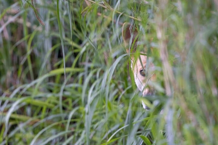 Up Close with Wild Dingoes: Healesville Sanctuary Ranger Experience photo 4