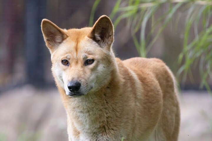 Up Close with Wild Dingoes: Healesville Sanctuary Ranger Experience