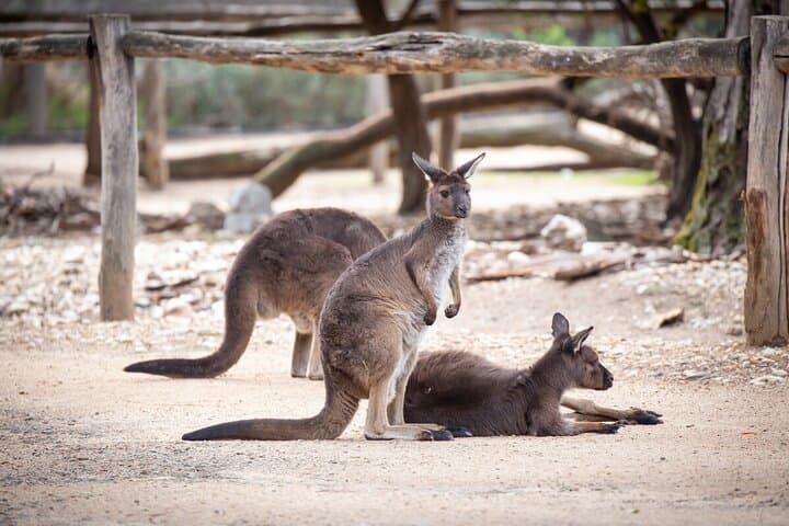 Behind-the-Rope Kangaroo Experience at Healesville Sanctuary photo 3