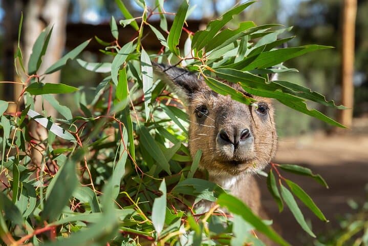 Behind-the-Rope Kangaroo Experience at Healesville Sanctuary