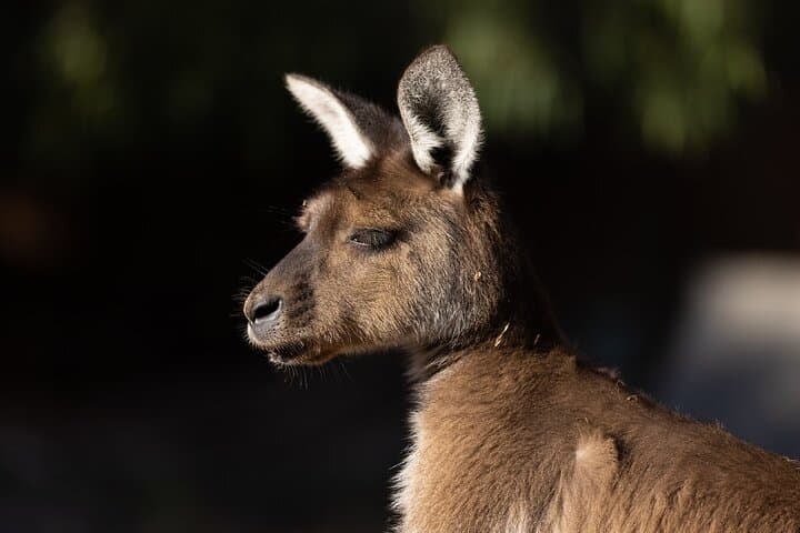 Behind-the-Rope Kangaroo Experience at Healesville Sanctuary photo 4