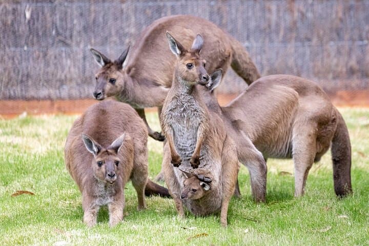 Behind-the-Rope Kangaroo Experience at Healesville Sanctuary photo 5
