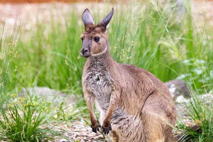 Behind-the-Rope Kangaroo Experience at Healesville Sanctuary photo 6