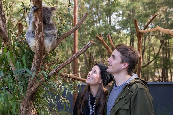 Behind-the-Gate Koala Experience at Healesville Sanctuary, Yarra Valley