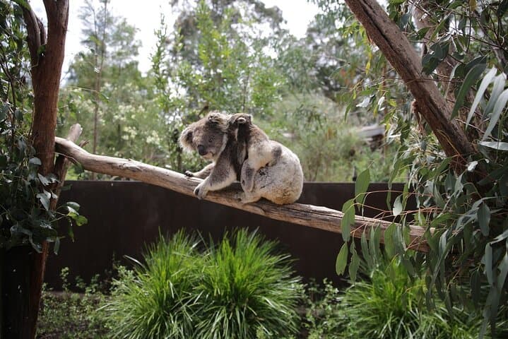 Behind-the-Gate Koala Experience at Healesville Sanctuary, Yarra Valley photo 3