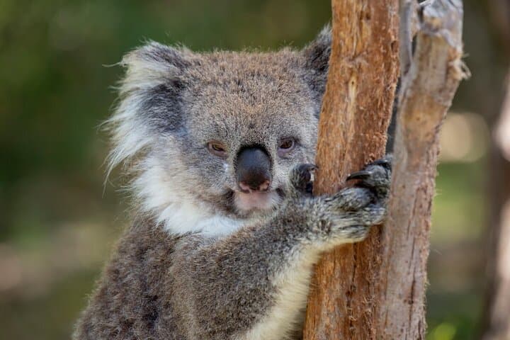 Behind-the-Gate Koala Experience at Healesville Sanctuary, Yarra Valley photo 4