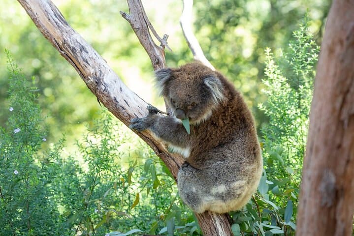 Behind-the-Gate Koala Experience at Healesville Sanctuary, Yarra Valley photo 2