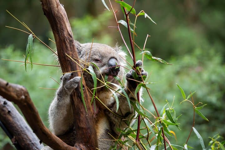 Behind-the-Gate Koala Experience at Healesville Sanctuary, Yarra Valley photo 5