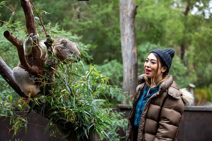 Behind-the-Gate Koala Experience at Healesville Sanctuary, Yarra Valley photo 6