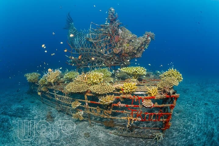 Try Dive Program at Biorock Pemuteran — Intro Scuba on Bali's Restored Reefs photo 4