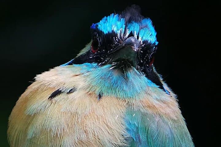 Curicancha Birdwatching Tour — Monteverde Resplendent Quetzal & Hummingbirds photo 4