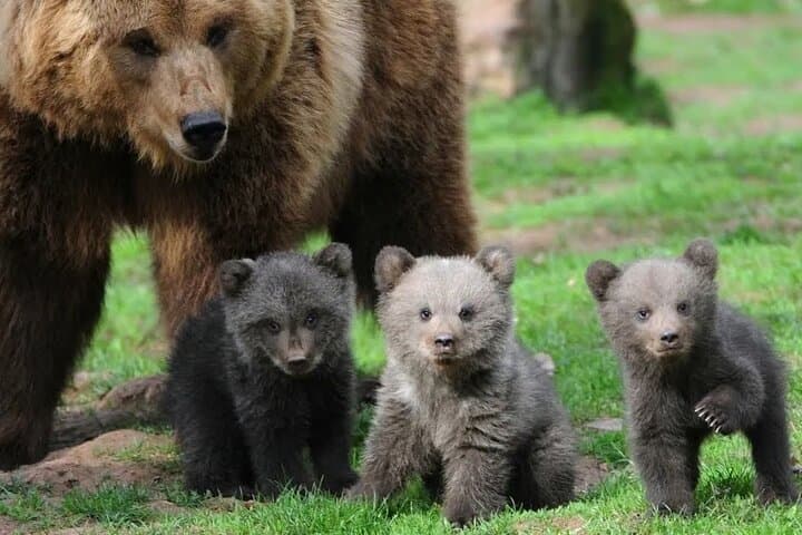 Libearty Bear Sanctuary & Bran (Dracula) Castle Day Trip from Brașov photo 2