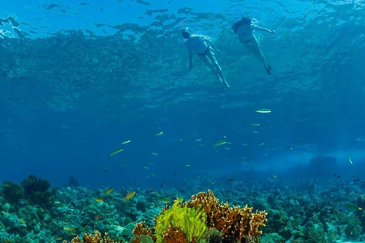 Snorkel Menjangan: Day Trip from Pemuteran to Bali’s Pristine Reefs photo 3