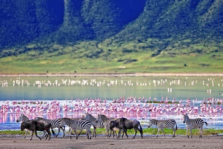 2-Day Budget Safari: Lake Manyara & Ngorongoro Crater from Arusha photo 3