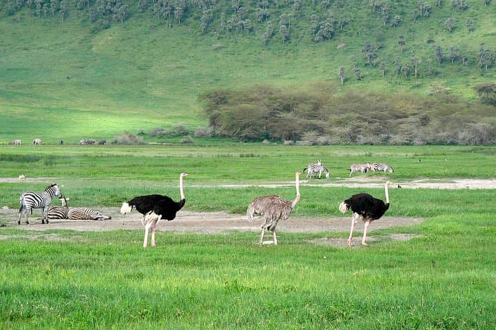 Ngorongoro Crater Day Trip: A One-Day Safari Into the World’s Largest Intact Caldera photo 4