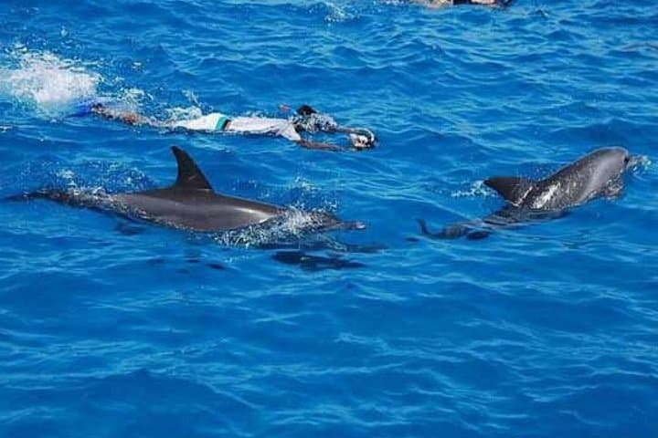 Full-Day Red Sea Dolphin Cruise and Snorkeling from Hurghada