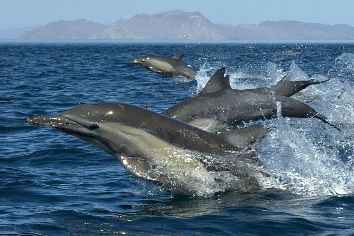 Full-Day Red Sea Dolphin Cruise and Snorkeling from Hurghada photo 2