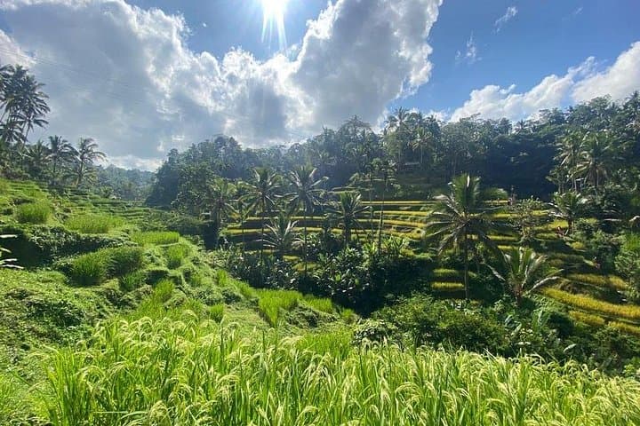 Barong and Volcano Day Tour: Ubud, Tegallalang & Mount Batur Views photo 4