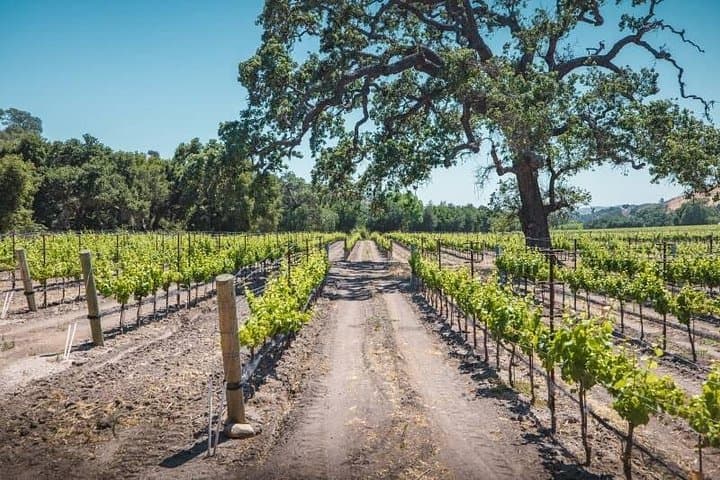 Helicopter Wine Tasting to Fess Parker Winery from Los Angeles photo 3