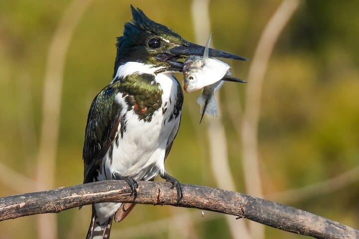 Full-Day Paraguay River Nature & Wildlife Boat Tour from Asunción