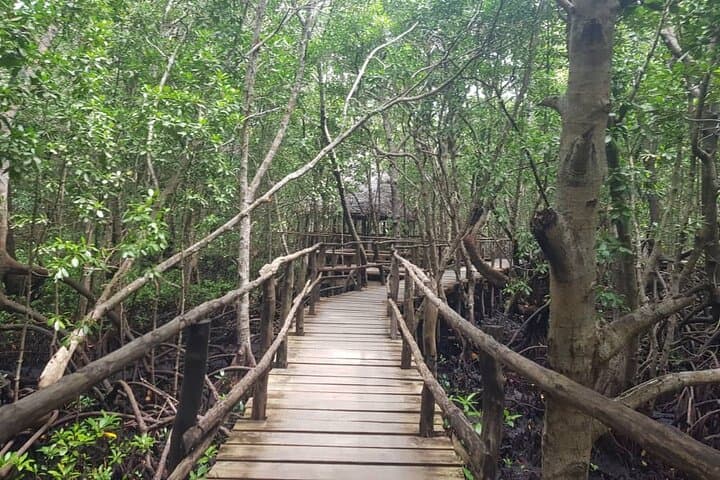 Full-Day Jozani Forest, Paje Beach & The Rock Restaurant Private Tour from Stone Town photo 5