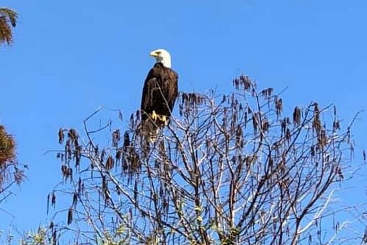 90-Minute Everglades Pontoon Eco Tour from Kissimmee photo 3