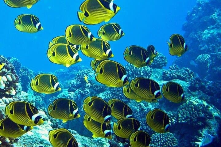 Two-Tank Shore Dive at Sea Turtle Cove — Hilo Guided Scuba Adventure photo 2