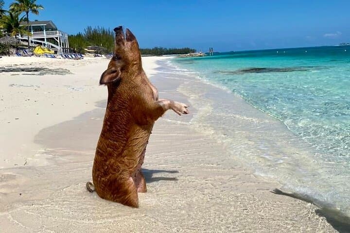 Rose Island Day Trip — Swimming Pigs, Snorkel & Sandy Toes Beach