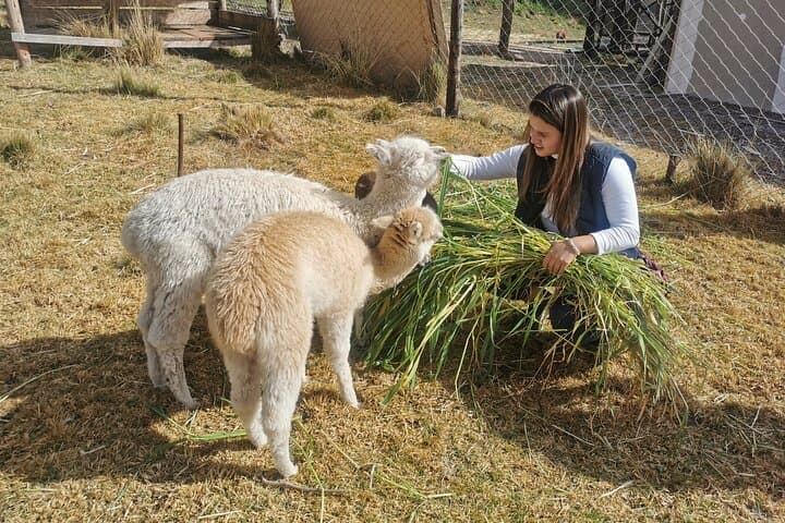 Sacred Valley Full-Day: Chinchero, Moray, Maras Salt Mines & Ollantaytambo photo 3