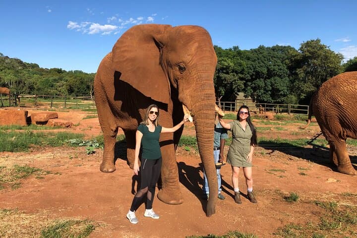 Elephant and Monkey Sanctuary Day Trip from Johannesburg — Walk with Elephants at Hartebeespoort Dam photo 2