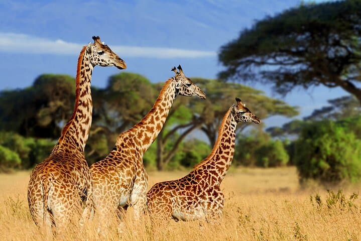 Serengeti 2-Day Safari from Mwanza: Grumeti Game Drives & Mbalageti Camp photo 3