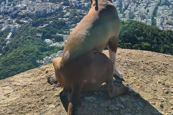 Hike Morro Dois Irmãos and Explore Vidigal Favela — Rio Twin Peaks View & Community Walk photo 3