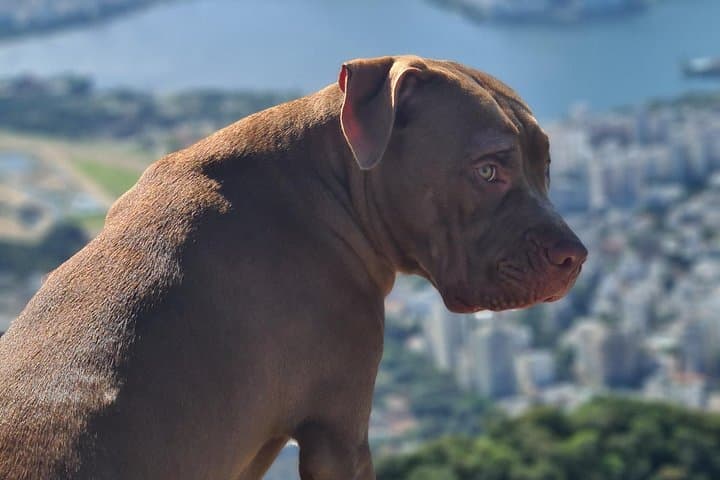 Hike Morro Dois Irmãos and Explore Vidigal Favela — Rio Twin Peaks View & Community Walk photo 4